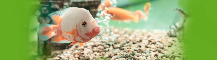 aquariumkies kategorieeinstiegsbanner aquariumkies kategorieeinstiegsbanner